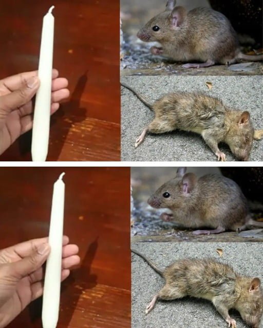 Homemade Method To Scare Away Rats Using A Candle